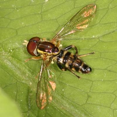 Syrphidae - Syrphinae - Toxomerini -Toxomerus geminatus