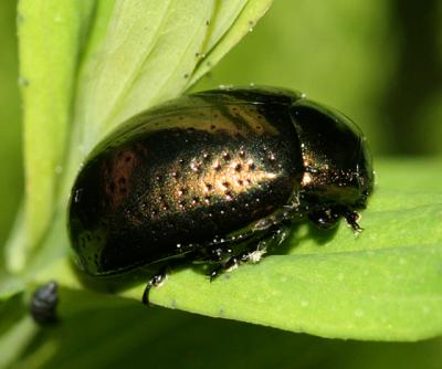 Klamath Weed Beetle - Chrysolina quadrigemina