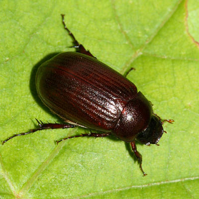 Scarabaeidae - Serica sp.