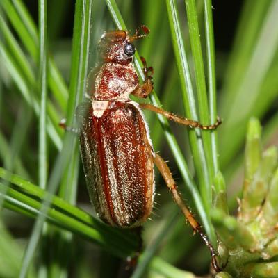 Scarabaeidae - Melolonthinae - Dichelonyx albicollis