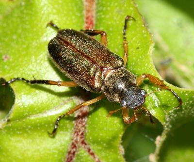 Scarabaeidae - Melolonthinae - Dichelonyx albicollis