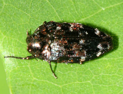 Metallic Wood-boring Beetle - Buprestidae - Brachys ovatus