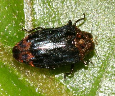 Metallic Wood-boring Beetle - Buprestidae - Brachys aerosus