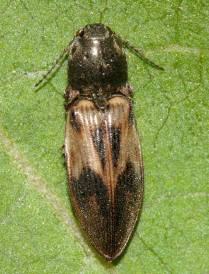 Stropenron hieroglyphica