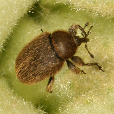 European Curculionid Weevil - Rhinusa tetra