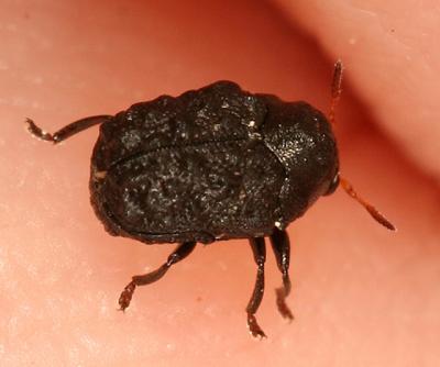 Warty Leaf Beetle - Chlamisus sp.