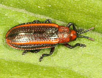 Goldenrod Leaf Miner - Microrhopala vittata