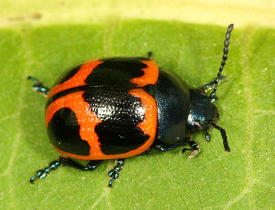 Swamp Milkweed Leaf Beatle -  Labidomera clivicollis