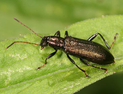 Tenebrionidae - long-jointed bark beetle - Arthromacra aenea