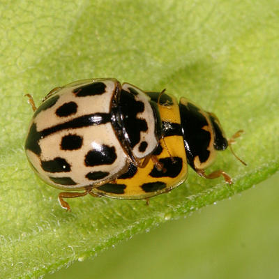 Fourteen-spotted Lady Beetles - Propylea quatuordecimpunctata