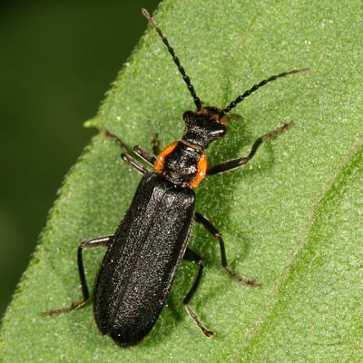 Cantharidae - Podabrus rugosulus