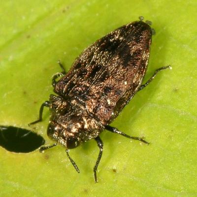Metallic Wood-boring Beetle - Buprestidae - Brachys ovatus