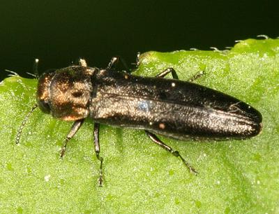 Metallic Wood-boring Beetle - Buprestidae - Agrilus sp.