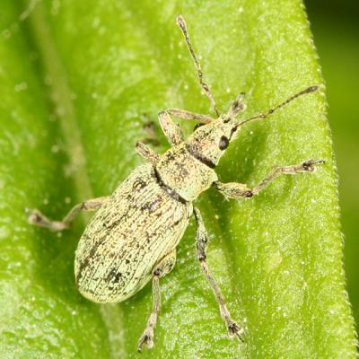 Green Immigrant Leaf Weevil - Polydrusus sericeus