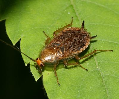 Tawny Cockroach - Ectobius lapponicus