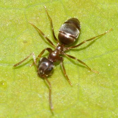 Odorous Ant - Tapinoma sessile