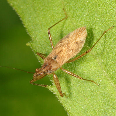 Damsel Bug - Nabidae - Nabis sp.
