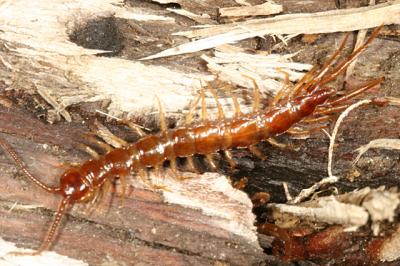 Stone Centipede - Lithobiomorpha