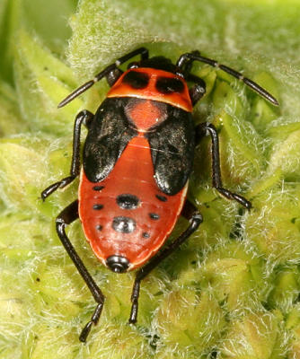  Small Milkweed Bug nymph - Lygaeus kalmii