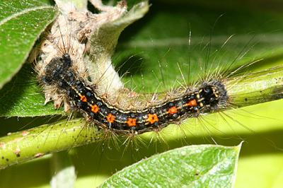 Gypsy Moth caterpillar - Lymantria dispar