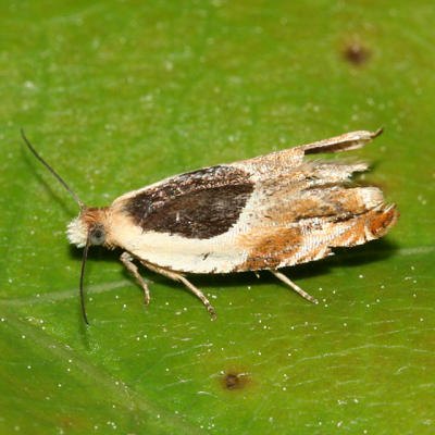 3367 -- Burgess' Ancylis Moth -- Ancylis burgessiana