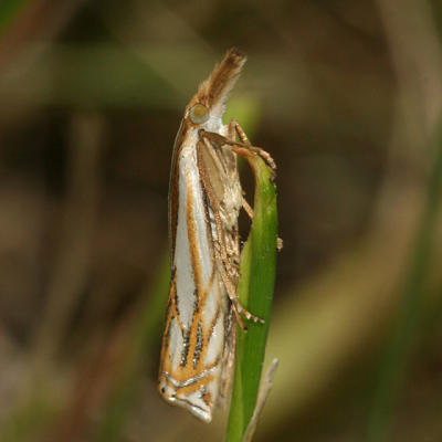  Double-banded Grass-veneer - Crambus agitatellus