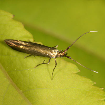 Metallic Coleophora Moth - Coleophora mayrella