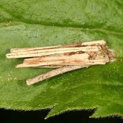 Bagworm Moth - Psychidae