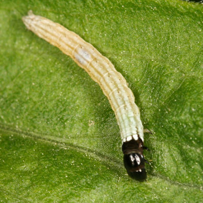 Datana sp. caterpillar