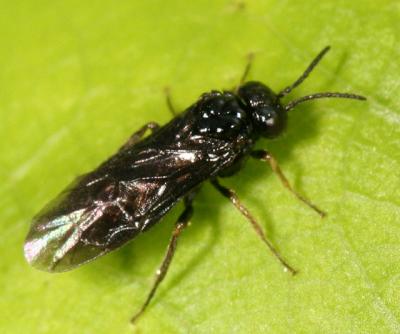 Sawfly - Tenthredinidae