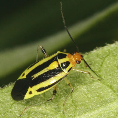 Four-lined Plant Bug - Poecilocapsus lineatus