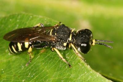Square-headed wasp -  Ectemnius sp.