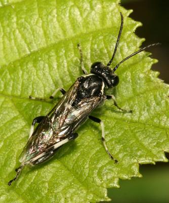 Sawfly - Tenthredinidae - Macrophya sp.