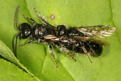 Tiphiid Wasps - Tiphiidae - Tiphia sp.