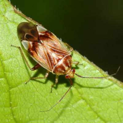 Plant Bug - Miridae - Lygus lineolaris