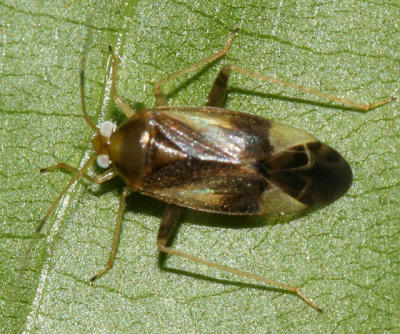 Plant Bug - Miridae - Neolygus sp.