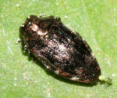 Buprestidae - Brachys sp.