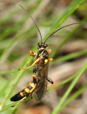 Ichneumonidae - subfamily Ichneumoninae