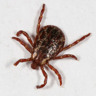 male American Dog Tick - Dermacentor variabilis