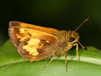 Hobomok Skipper - Poanes hobomok