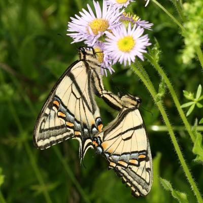 mating Canadian Tiger Swallowtail - Papilio canadensis