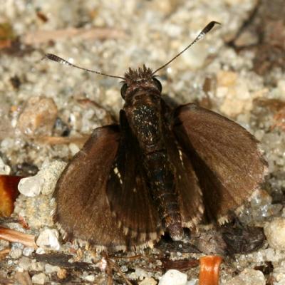 Common Roadside Skipper - Amblyscirtes vialis