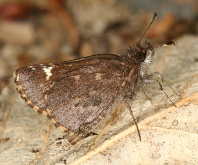 Common Roadside Skipper - Amblyscirtes vialis