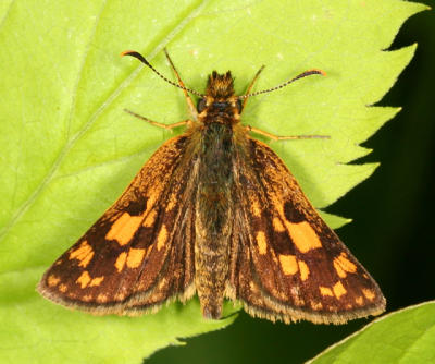 Arctic Skipper - Carterocephalus palaemon