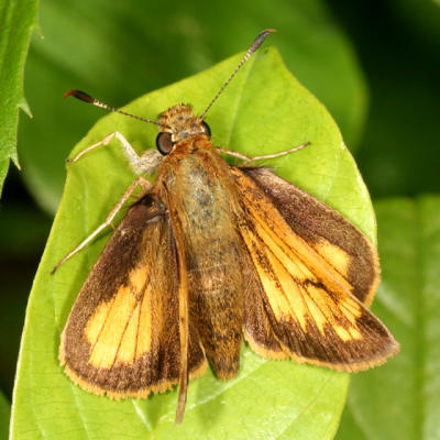 Hobomok Skipper - Poanes hobomok