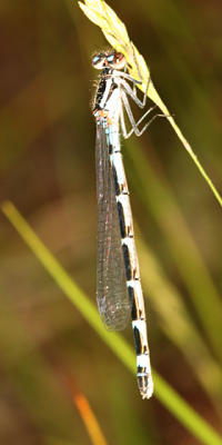Northern Bluet - Enallagma annexum (female)