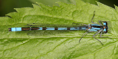 Boreal Bluet - Enallagma boreale (male)