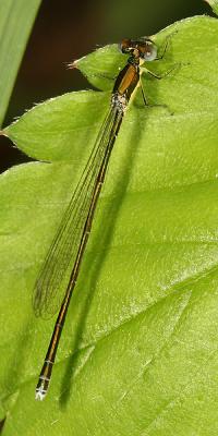 Sedge Sprite - Nehalennia irene (female)