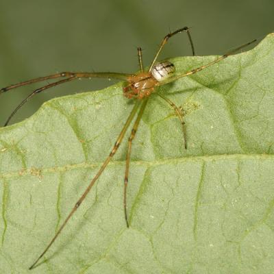 Orchard Spider - Leucauge venusta (male)