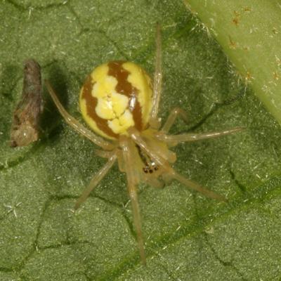 Theridion frondeum